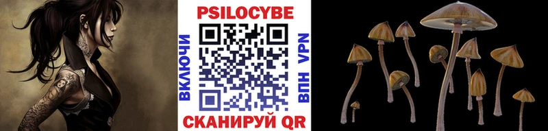 магазин продажи   Кропоткин  Псилоцибиновые грибы Psilocybe 